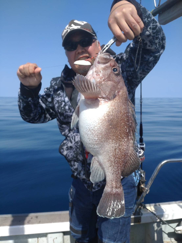 タヌキメバルの釣果