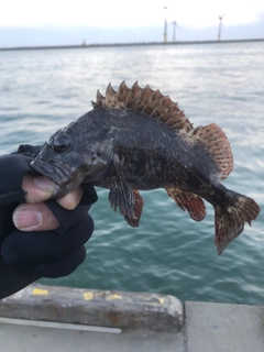 メバルの釣果