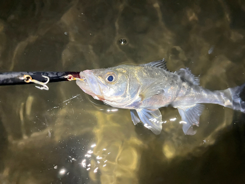 セイゴ（マルスズキ）の釣果