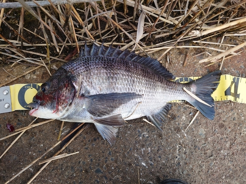 クロダイの釣果