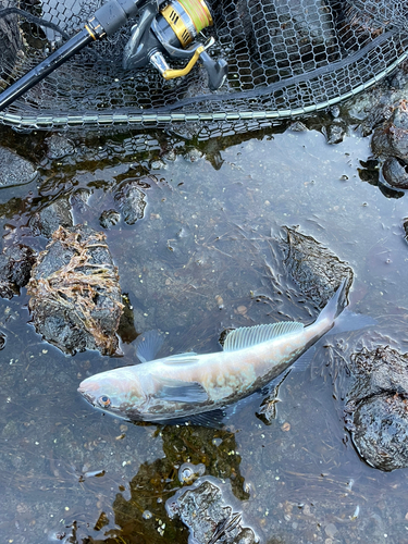 ホッケの釣果