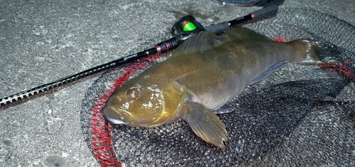 アイナメの釣果