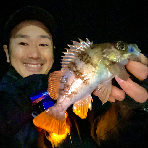 シロメバルの釣果