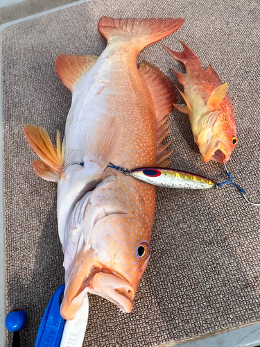 アカジンミーバイの釣果