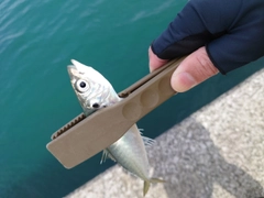 アオアジの釣果