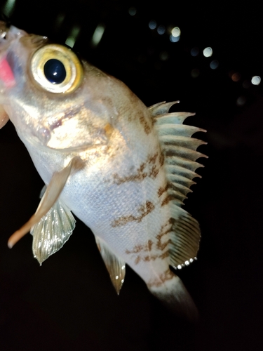 タケノコメバルの釣果