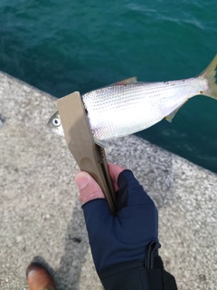 コノシロの釣果