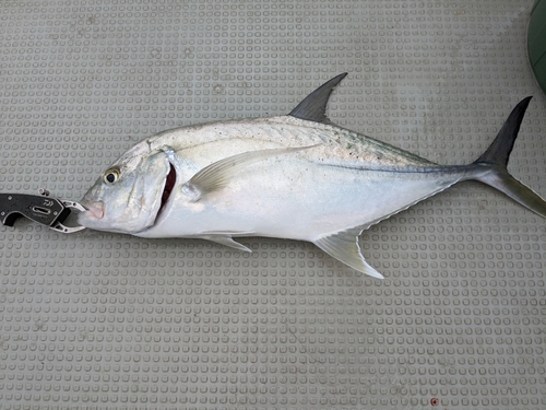 オニヒラアジの釣果