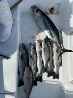 ビンチョウマグロの釣果