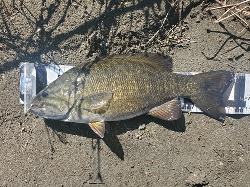 スモールマウスバスの釣果