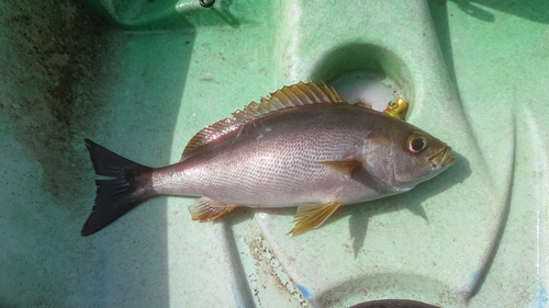 イサキの釣果