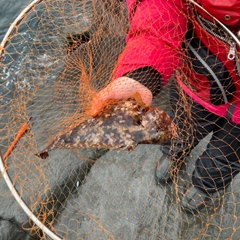 ブダイの釣果