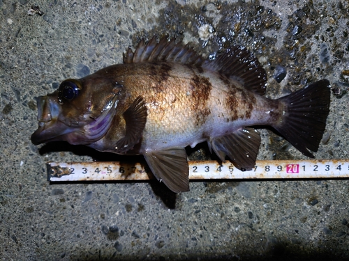 メバルの釣果