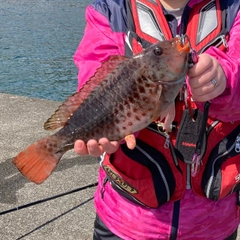 ブダイの釣果