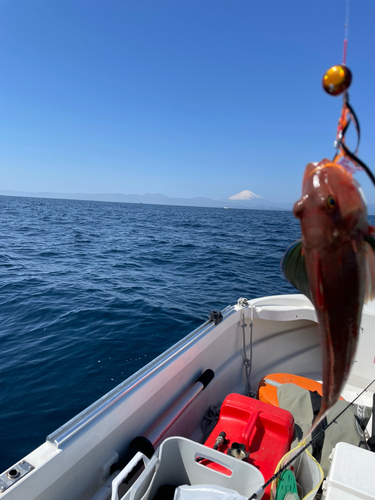 ホウボウの釣果