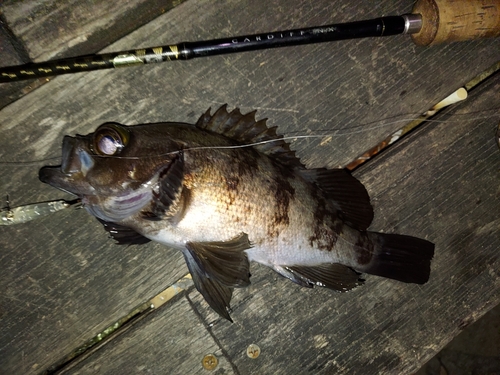 メバルの釣果