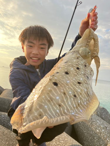 コウイカの釣果