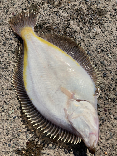 カレイの釣果