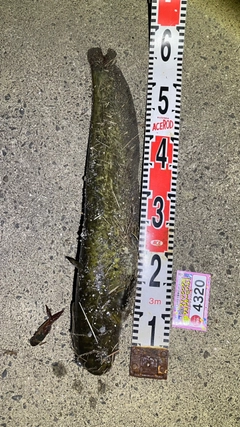 ニホンナマズの釣果