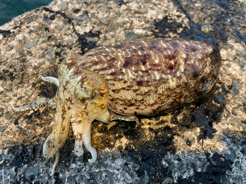 コウイカの釣果