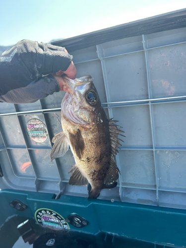 クロメバルの釣果