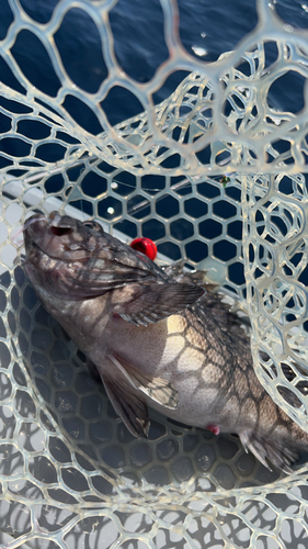 クロソイの釣果