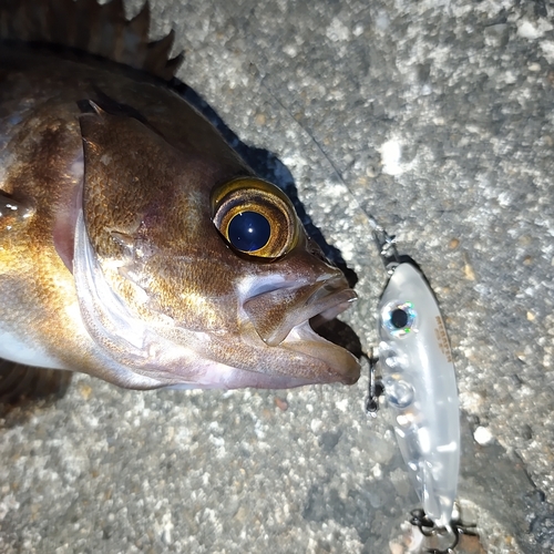 メバルの釣果