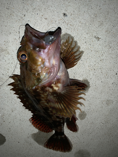 アラカブの釣果