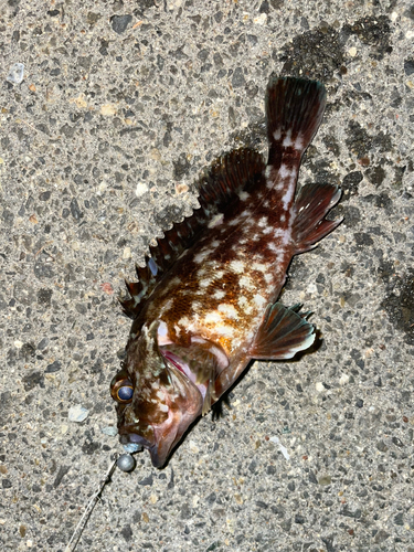 カサゴの釣果