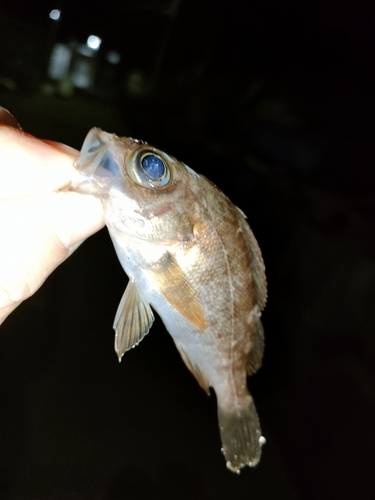 タケノコメバルの釣果