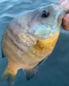 ブルーギルの釣果