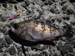 メバルの釣果