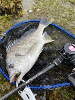 キビレの釣果