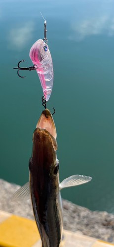 カマスの釣果