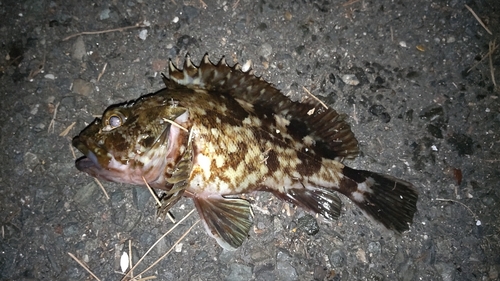 カサゴの釣果