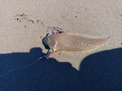 ウシノシタの釣果