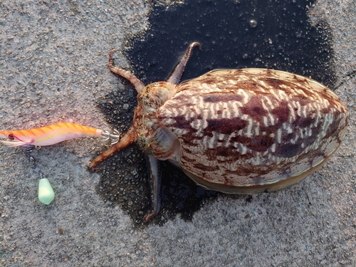 コウイカの釣果