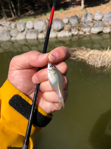 タナゴの釣果