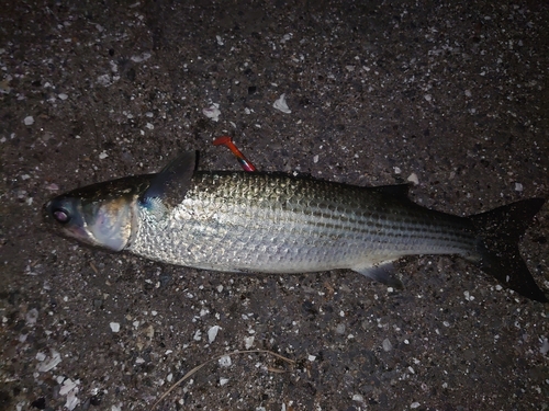 ボラの釣果