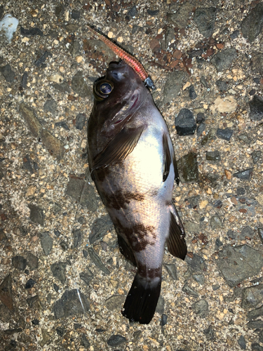 メバルの釣果