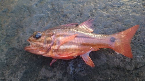 オオスジイシモチの釣果