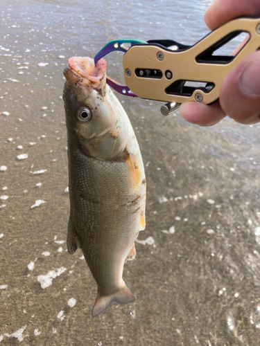 ウグイの釣果