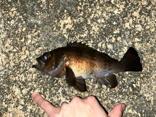 メバルの釣果