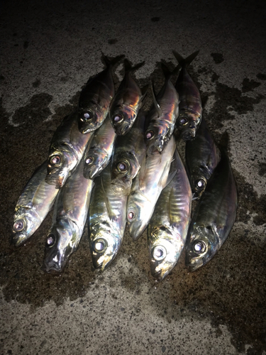 アジの釣果