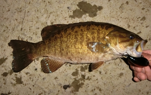 スモールマウスバスの釣果