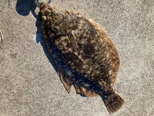 カレイの釣果