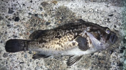 クロソイの釣果