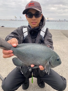 クチブトグレの釣果