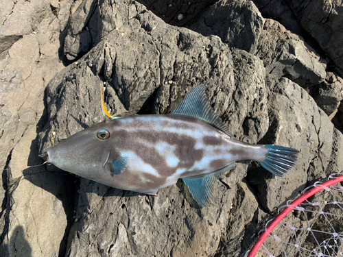 ウマヅラハギの釣果