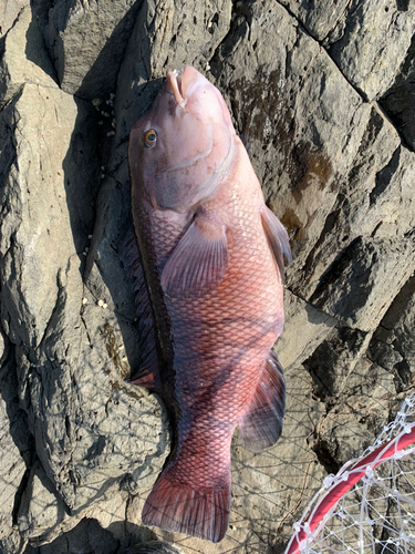 コブダイの釣果